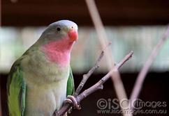 Parrot - Princess